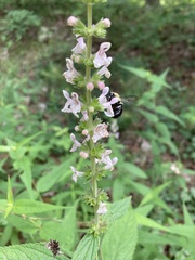 Stachys iltisii