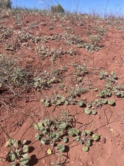 Eriogonum subreniforme