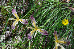 Iris innominata