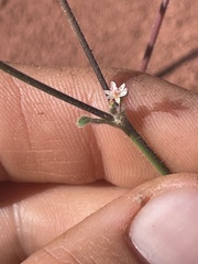 Eriogonum subreniforme