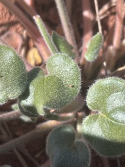 Eriogonum subreniforme