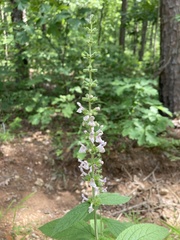 Stachys iltisii