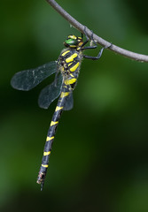 Cordulegaster bidentata
