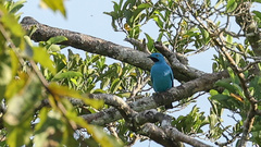 Cotinga maynana