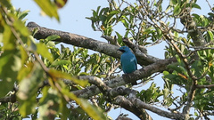 Cotinga maynana