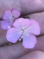 Clarkia bottae