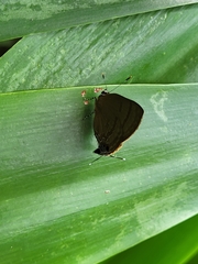 Rapala varuna formosana