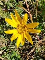 Wyethia angustifolia