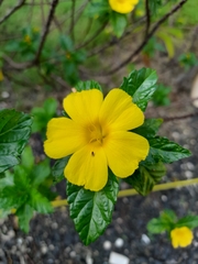 Turnera ulmifolia