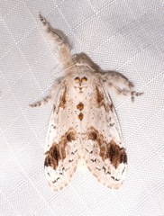 Dasychira leucophaea