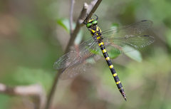 Cordulegaster bidentata