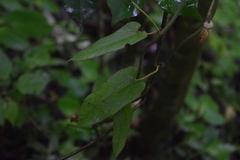 Aristolochia stevensii image