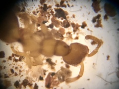 Pristocerinae