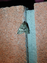 Hydriomena perfracta