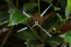 Argiope amoena