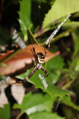 Argiope amoena