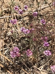 Lessingia tenuis
