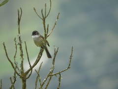 Mecocerculus