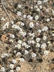 Lessingia tenuis