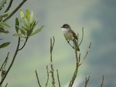Mecocerculus