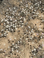 Lessingia tenuis