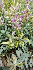 Astragalus succumbens