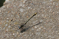Phanogomphus exilis