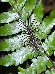 Thereuopoda clunifera