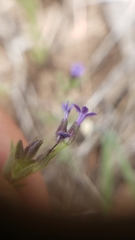 Allophyllum gilioides violaceum