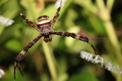 Argiope amoena