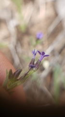 Allophyllum gilioides violaceum