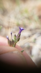 Allophyllum gilioides violaceum
