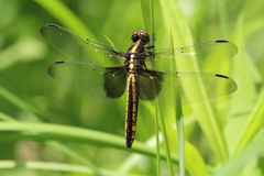 Libellula luctuosa