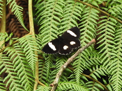Pedaliodes phaedra