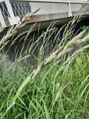 Phalaris arundinacea