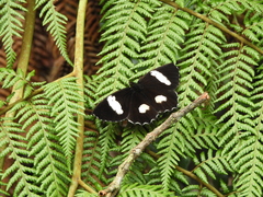 Pedaliodes phaedra