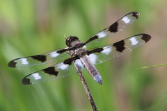 Libellula pulchella