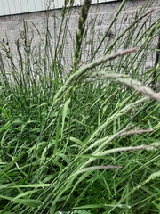 Phalaris arundinacea