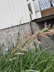 Phalaris arundinacea