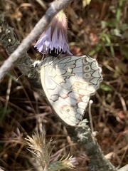 Melanargia larissa