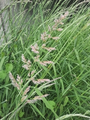 Phalaris arundinacea