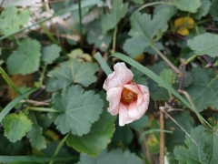 Modiolastrum lateritum