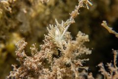 Diaphoreolis viridis