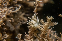 Diaphoreolis viridis