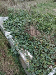 Modiolastrum lateritum