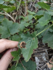 Modiolastrum lateritum