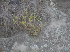 Dudleya stolonifera