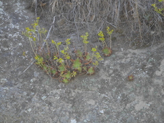 Dudleya stolonifera