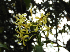 Epidendrum scytocladium