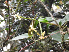 Epidendrum scytocladium